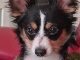 Jack Chi dogs Teddy the jackchi stud - Advert 12