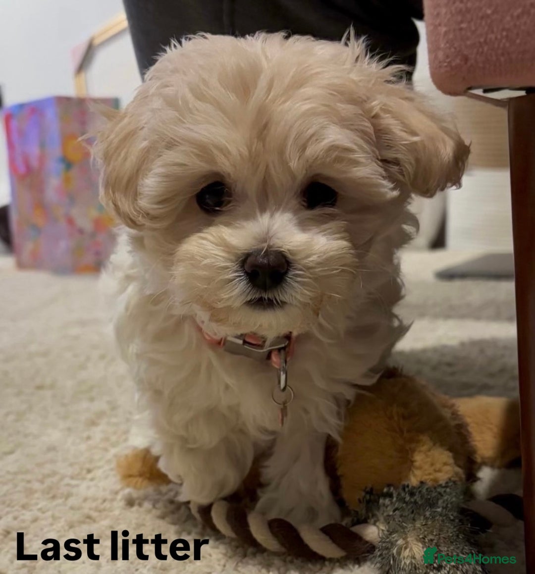 Maltipoo dogs for sale: Stunning Maltipoo babies  - Advert 1