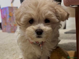 Maltipoo dogs for sale: Stunning Maltipoo babies - Advert 1