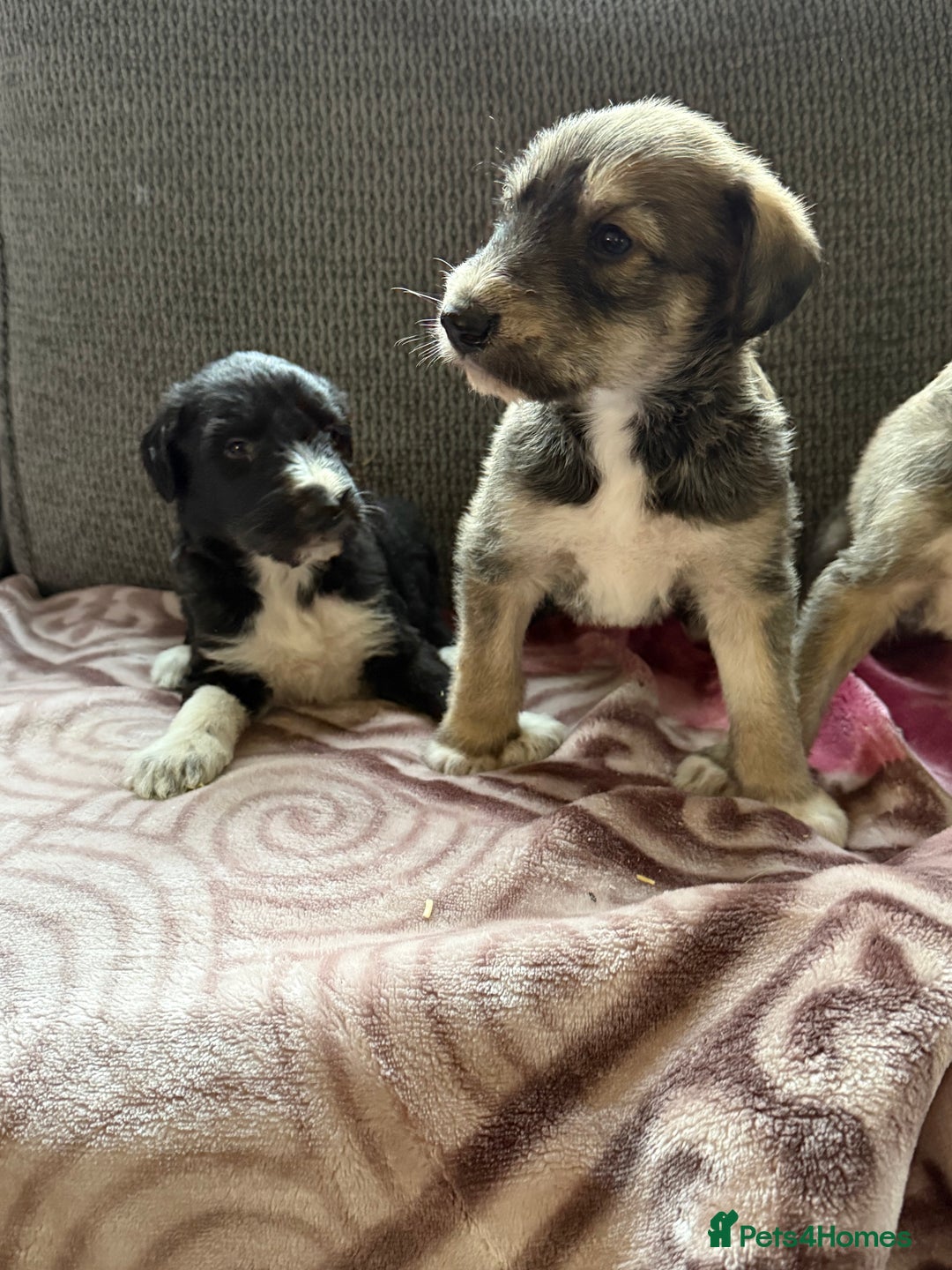 Lurcher dogs for sale: Beautiful woolly coated lurcher pups  - Advert 5