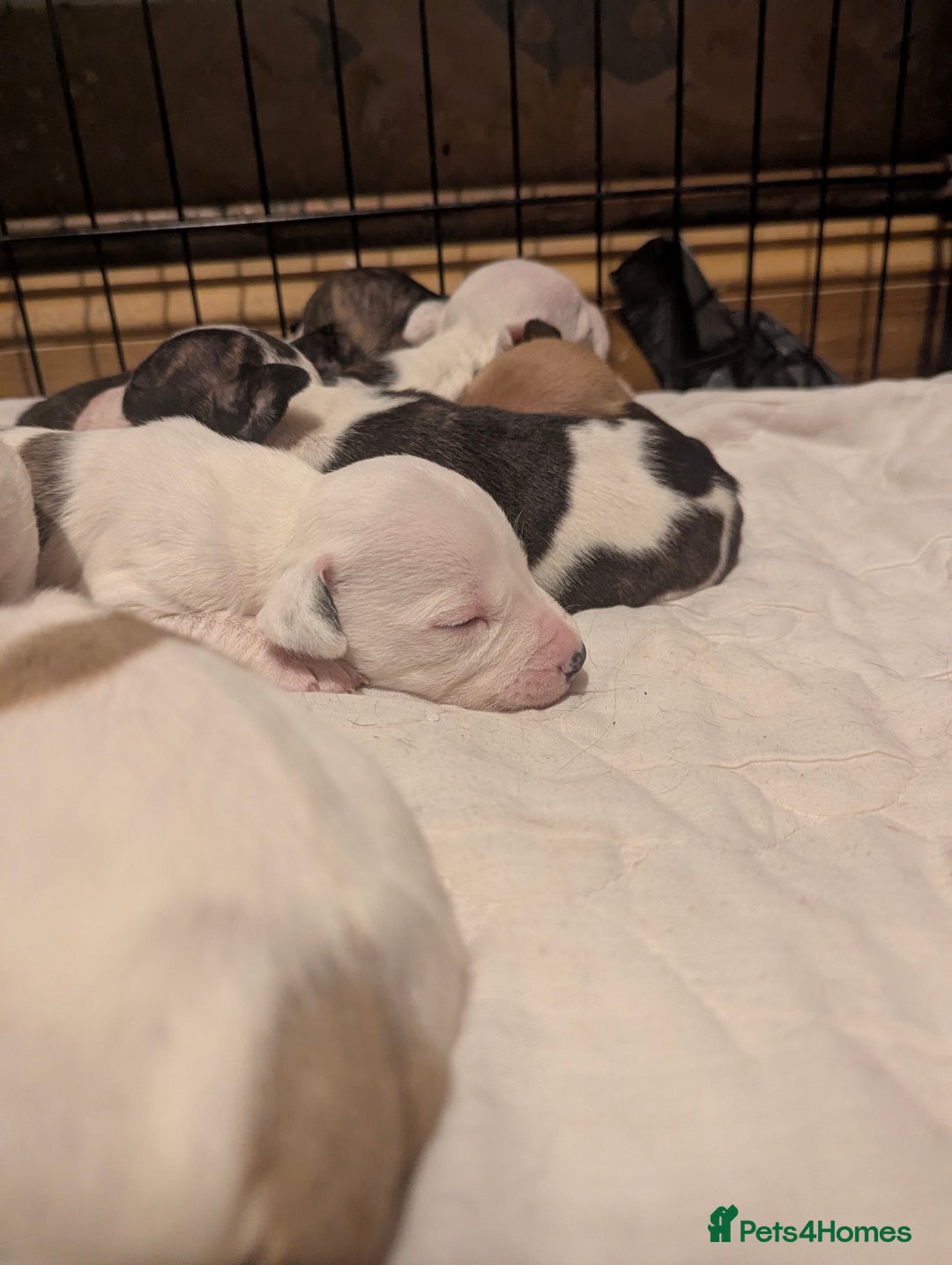 English Bull Terrier dogs for sale: 7 gorgeous EBT x puppies - Advert 18