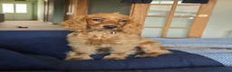 Cocker Spaniel dogs for sale: Beautiful well trained show cocker spaniel in Peacehaven - Advert 1