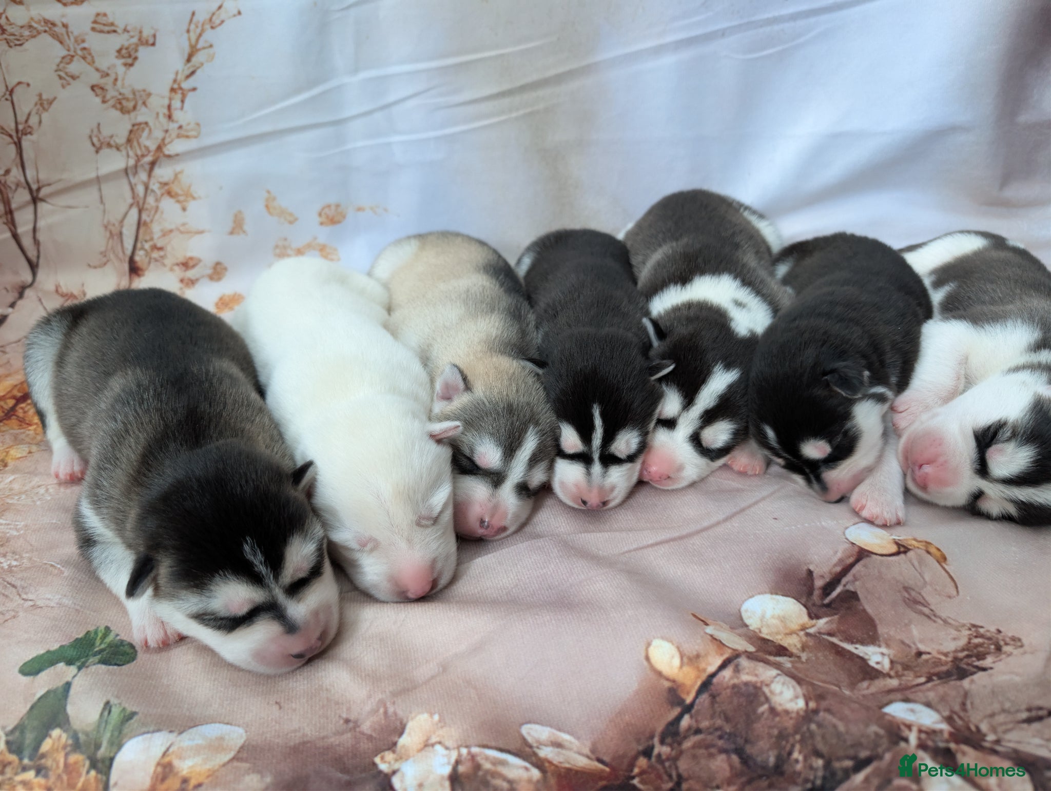 Siberian Husky dogs Beautiful Siberian Husky  - Advert 17