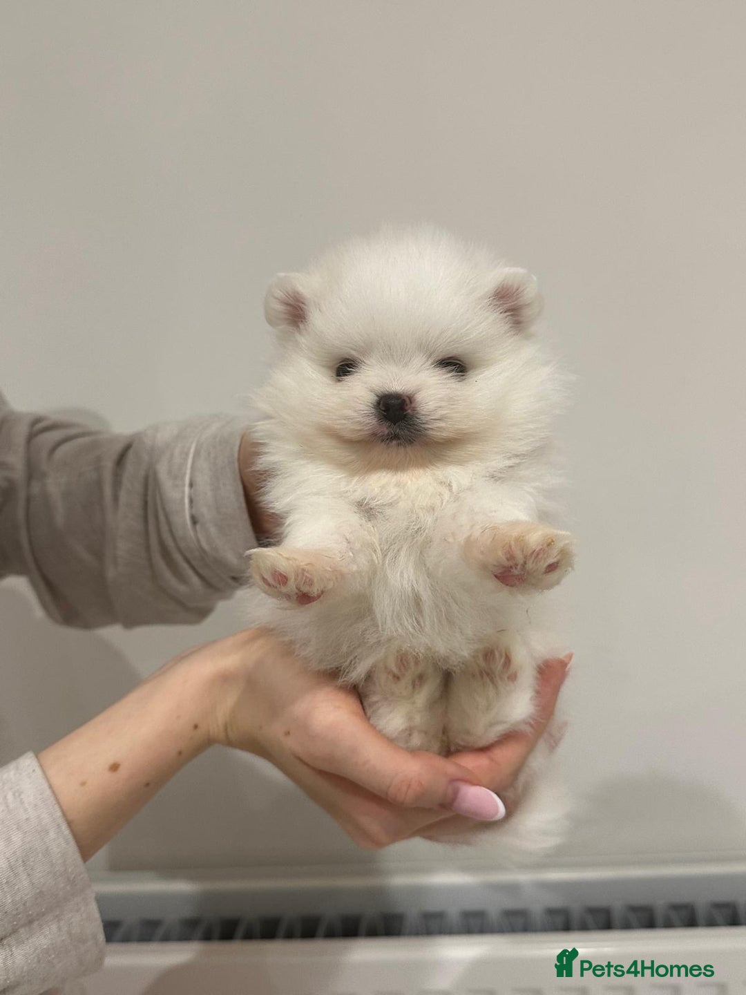Pomeranian dogs for sale: 4 white pure bred pomerainian puppies - Advert 12
