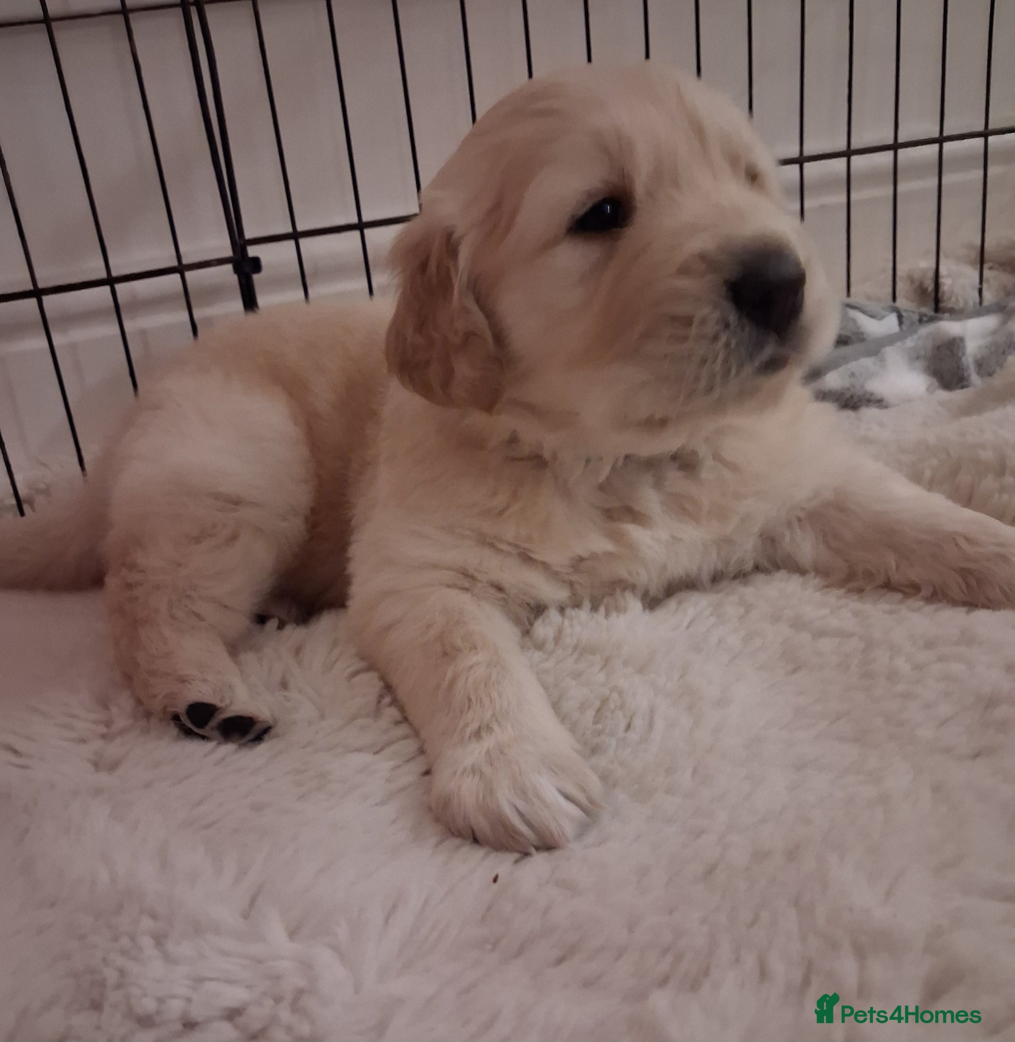 Golden Retriever dogs  1 boy & 1 girl KC registered  - Advert 12