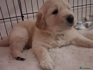 Golden Retriever dogs 1 boy & 1 girl KC registered - Advert 2