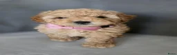 Maltipoo dogs for sale: Gorgeous maltipoo puppies  - Advert 12