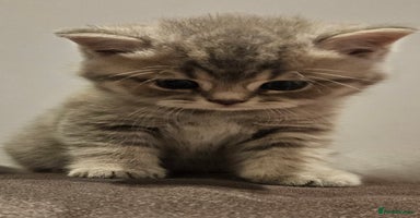 British Shorthair cats - Advert 9