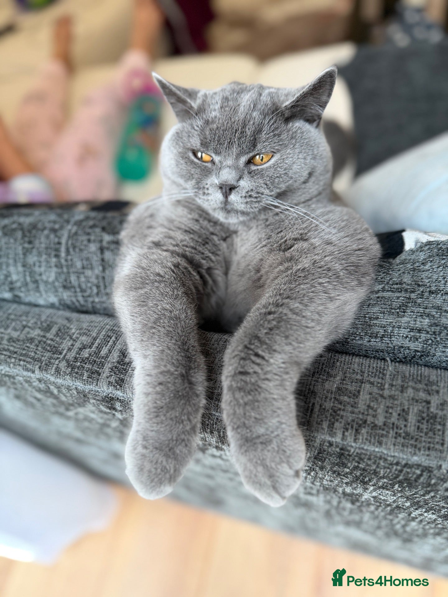 British Shorthair cats British shorthair  - Advert 14