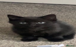 Maine Coon cats for sale: Maine coon x - Image 3