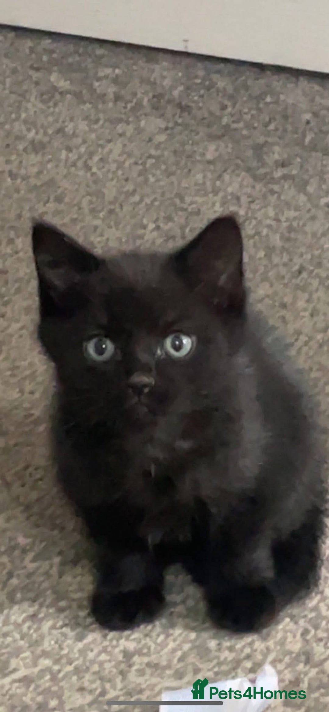 Maine Coon cats for sale: Maine coon x - Image 3