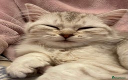Siberian cats for sale: REDUCED!!! Pure breed hypoallergenic siberian - Image 1