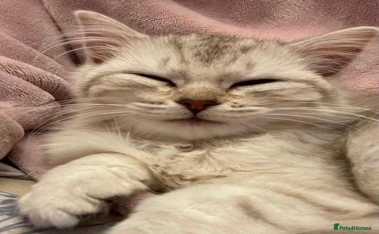 Siberian cats - Advert 1