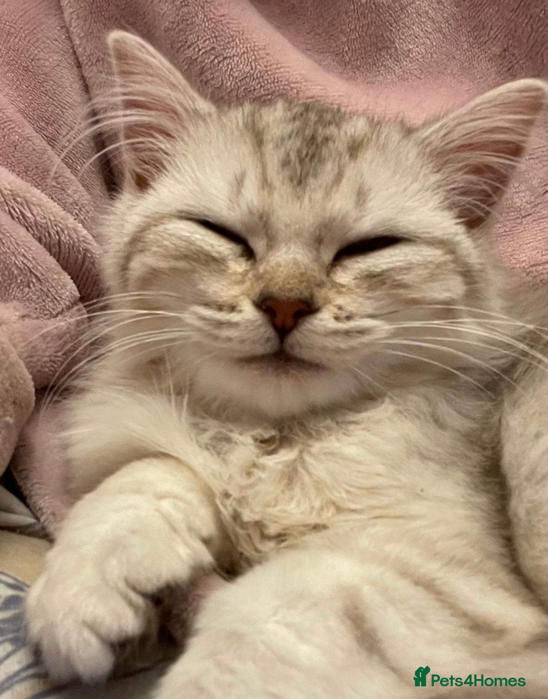 Siberian cats for sale: REDUCED!!! Pure breed hypoallergenic siberian - Image 1
