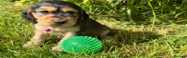 Cocker Spaniel Puppy 6