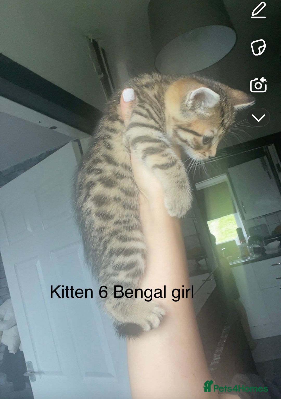 Mixed Breed cats for sale: Kittens for sale !!! - Image 2