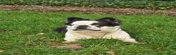 French Bulldog dogs for sale: Fluffy panda french bulldog - Advert 11