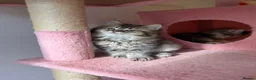 British Longhair cats for sale: LOOKING FOR A NEW HOME!!! NEW FAMILY  - Advert 4