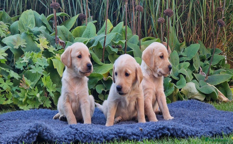 Goldador dogs - Advert 1