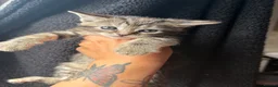 Mixed Breed cats for sale: Beautiful litter of kittens  - Advert 6