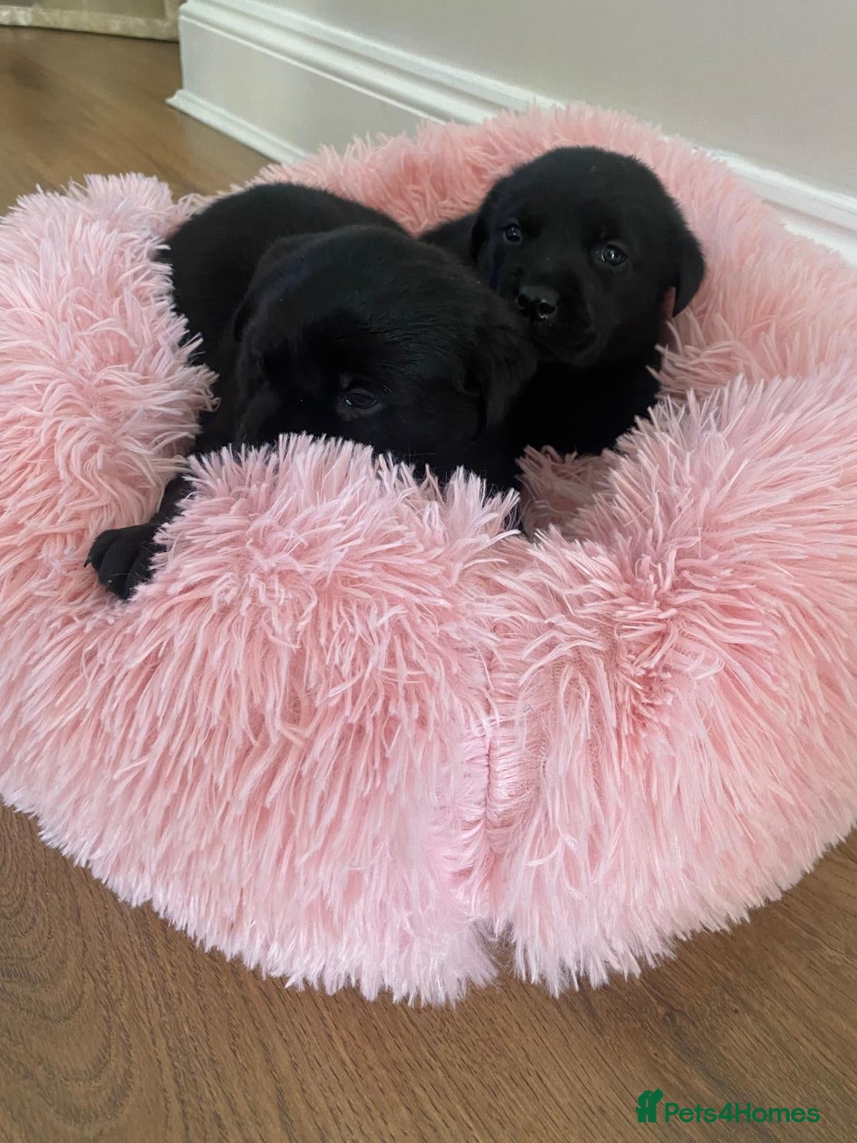 Labrador Retriever dogs Stunning Labrador puppies - Advert 2