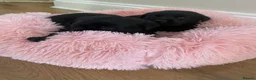 Labrador Retriever dogs for sale: Stunning Labrador puppies - Advert 1
