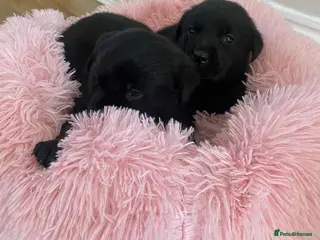 Labrador Retriever dogs Stunning Labrador puppies - Advert 3
