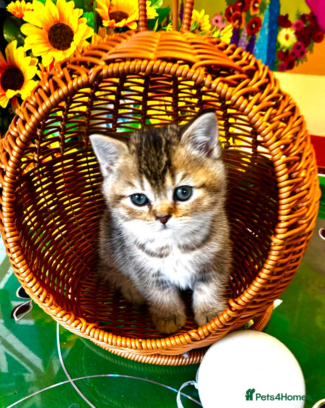 Scottish Fold cats for sale: 5 Scottish Fold Kittens for sale - Advert 15
