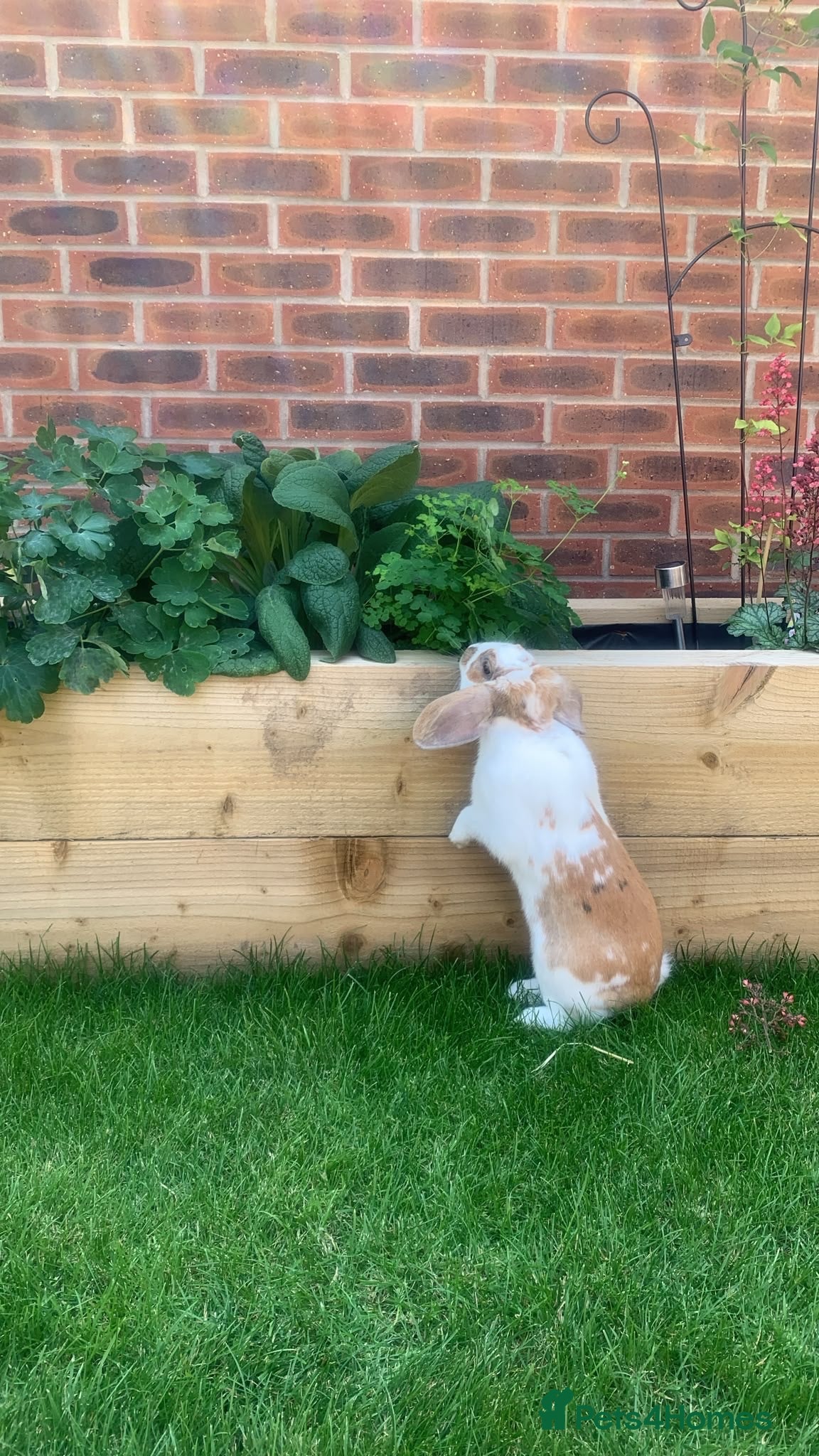 Mixed Breed rabbits Male rabbit looking for a new home - Advert 1