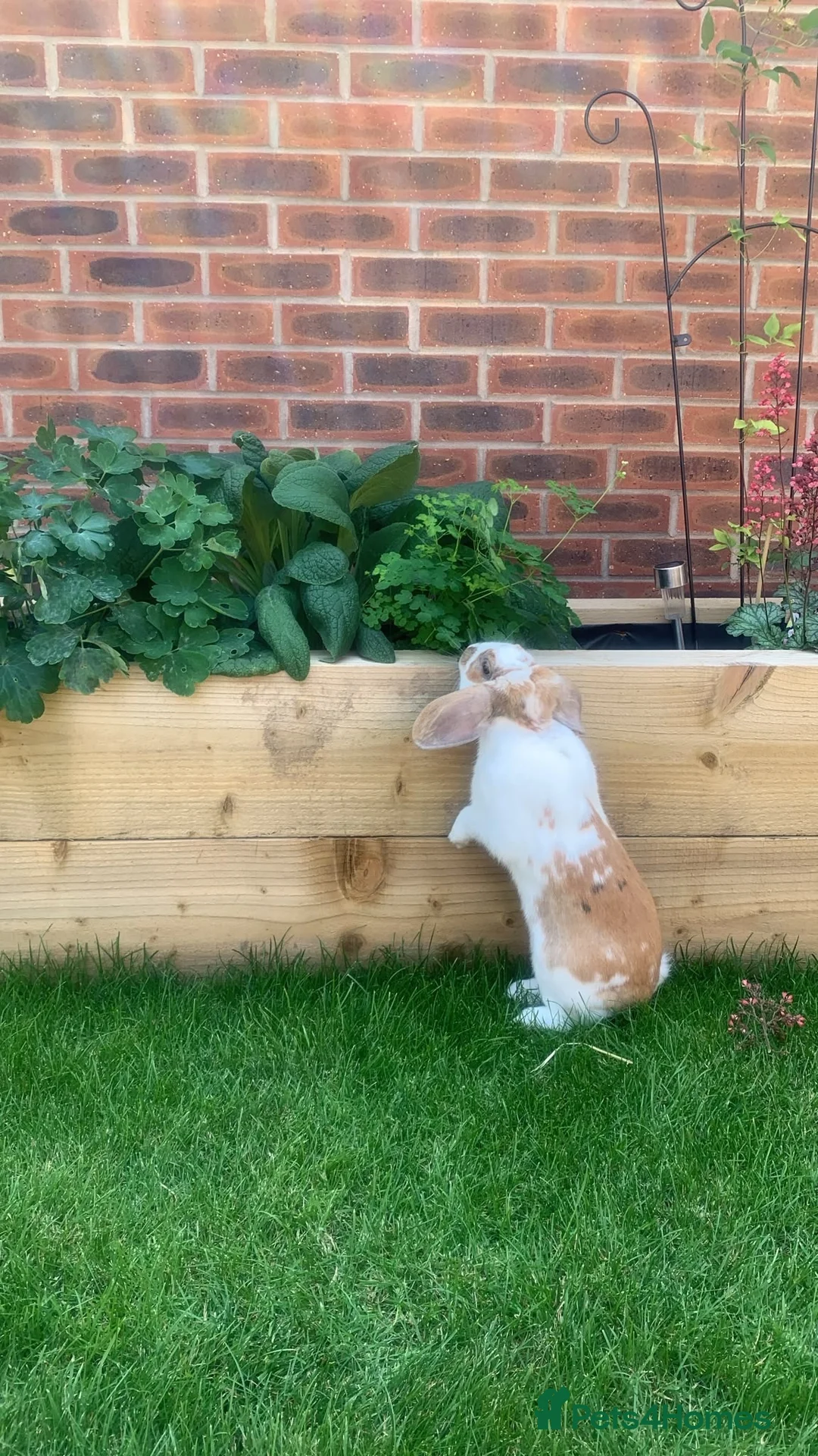 Mixed Breed rabbits for sale: Male rabbit looking for a new home in Lincoln - Advert 1