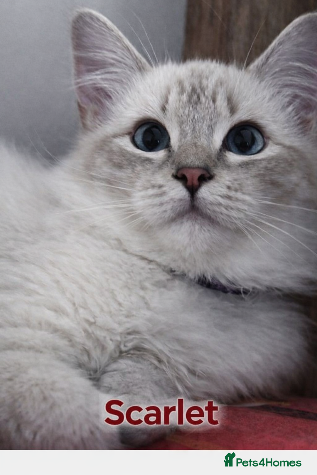 Ragdoll cats for sale: GCCF registered lynx girls ready - Advert 1