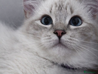 Ragdoll cats GCCF registered lynx girls ready - Advert 3