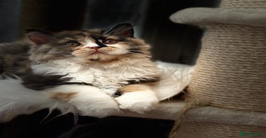 British Shorthair cats - Advert 7
