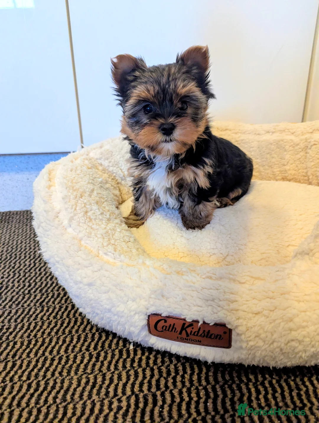 Yorkshire Terrier dogs for sale: Little bundles of joy available  - Advert 25
