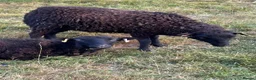 Sheep livestock for sale: 2026 Ouessant lambs  - Advert 6