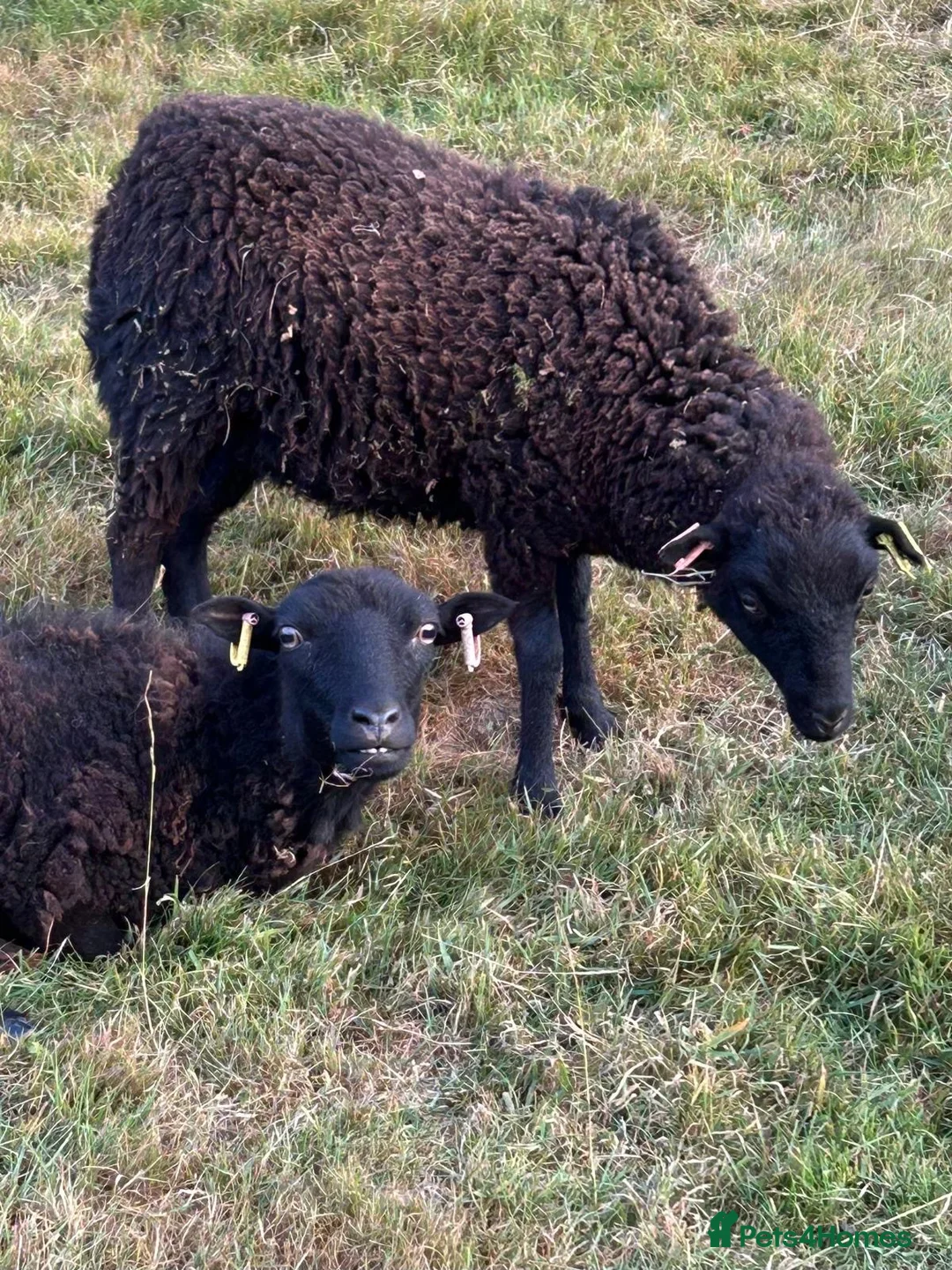 Sheep livestock for sale: 2026 Ouessant lambs  - Advert 6