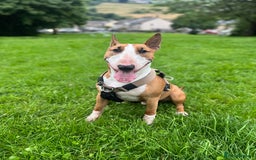 English Bull Terrier dogs for stud: ENGLISH BULL TERRIER STUD DOG - KC Registered - Image 7