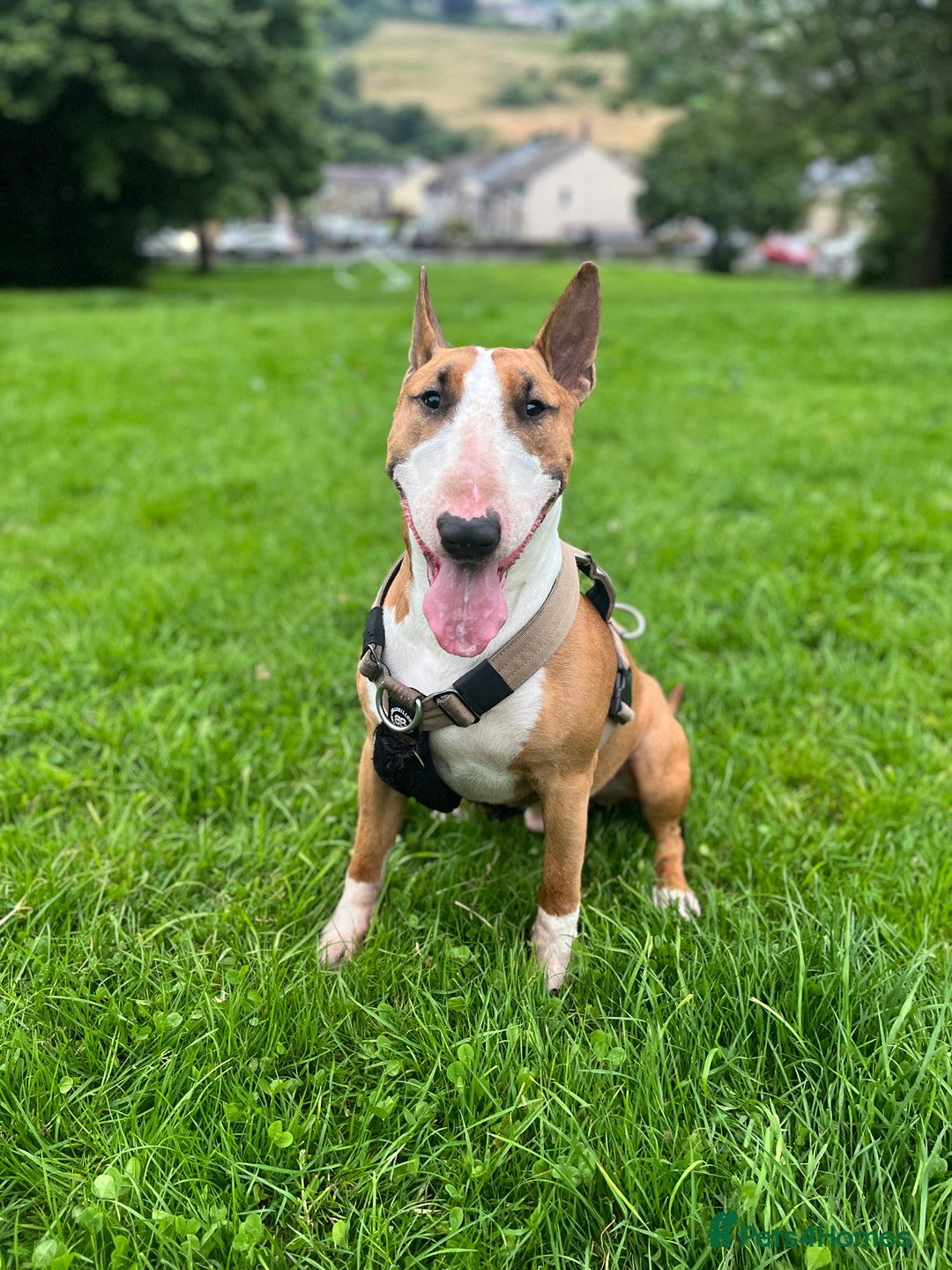 English Bull Terrier dogs for stud: ENGLISH BULL TERRIER STUD DOG - KC Registered - Image 7
