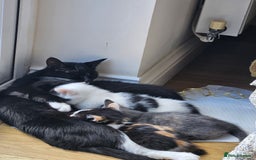 British Longhair cats for sale: FREE KITTEN  - Image 2