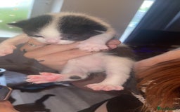 British Shorthair cats for sale: Kitten 1 and kitten 2  - Image 4