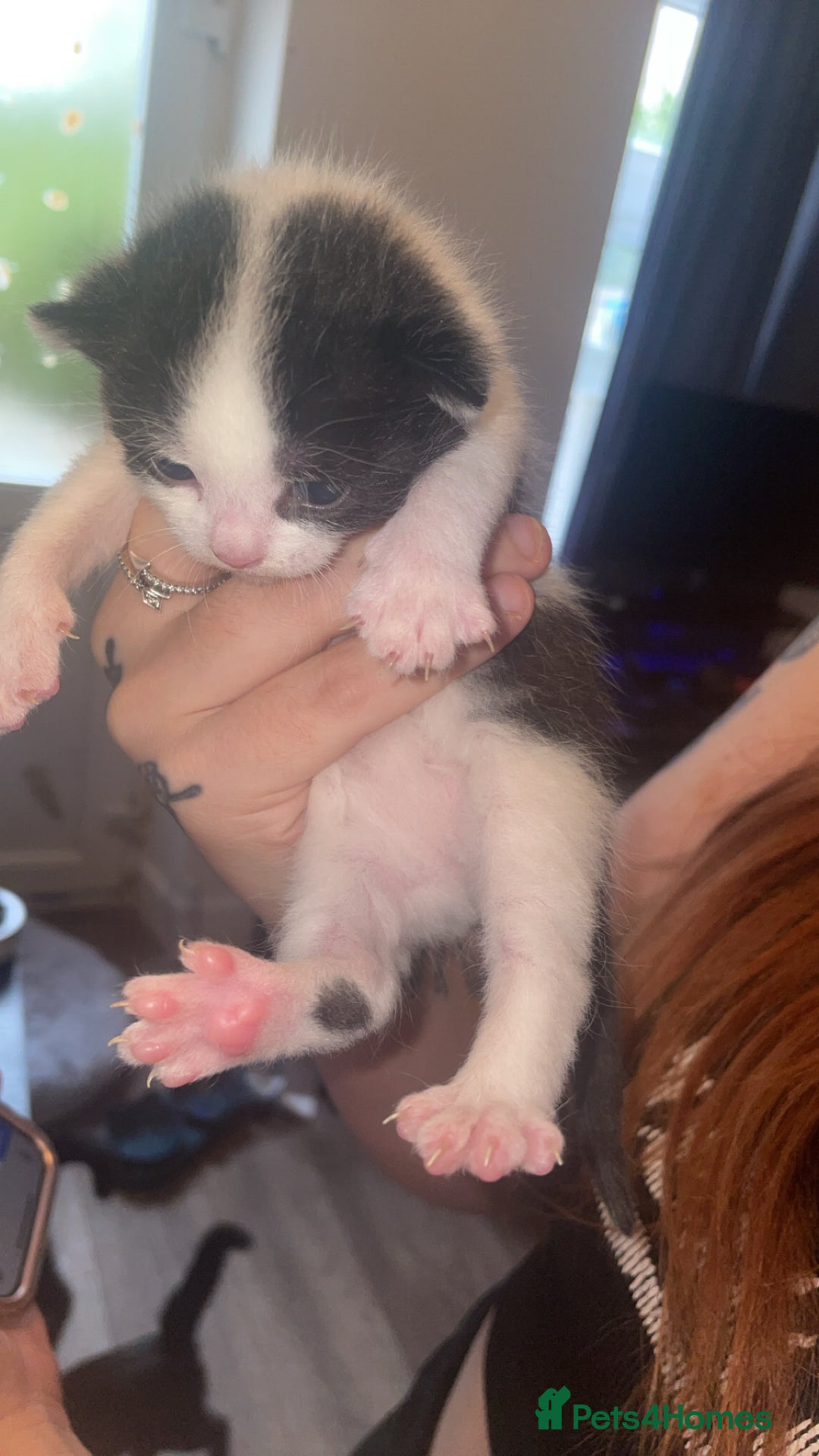 British Shorthair cats for sale: Kitten 1 and kitten 2  - Image 4