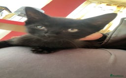 Mixed Breed cats for sale: 5 beautiful mixed kittens  - Image 17