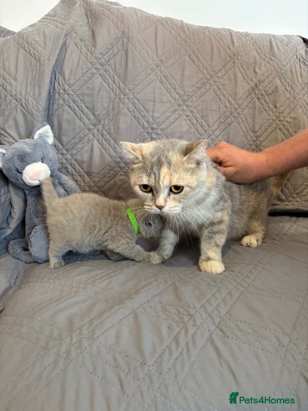 British Shorthair cats for sale: gorgeous gccf pedigree British short hair kittens - Image 11