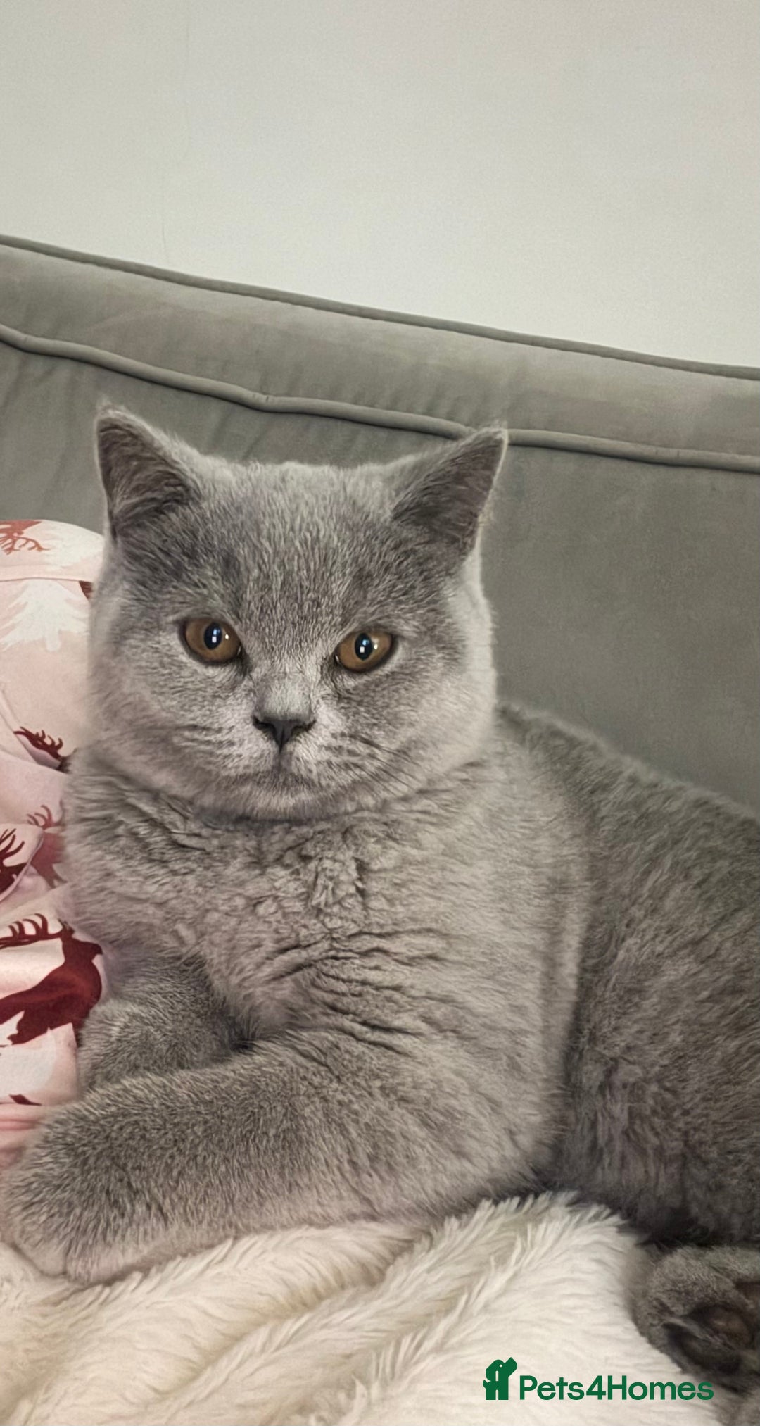 British Shorthair cats for sale: Gorgeous British Shorthair Female Kitten - Advert 2