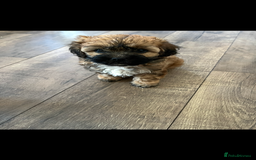 Shihpoo dogs for sale: Beautiful Shihpoo puppies  - Image 9