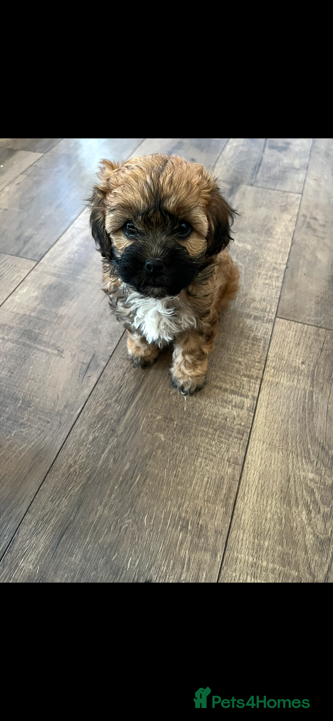 Shihpoo dogs for sale: Beautiful Shihpoo puppies  - Image 9