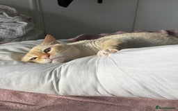 Siamese cats for sale: Ariel - Rescue Siamese - Image 8