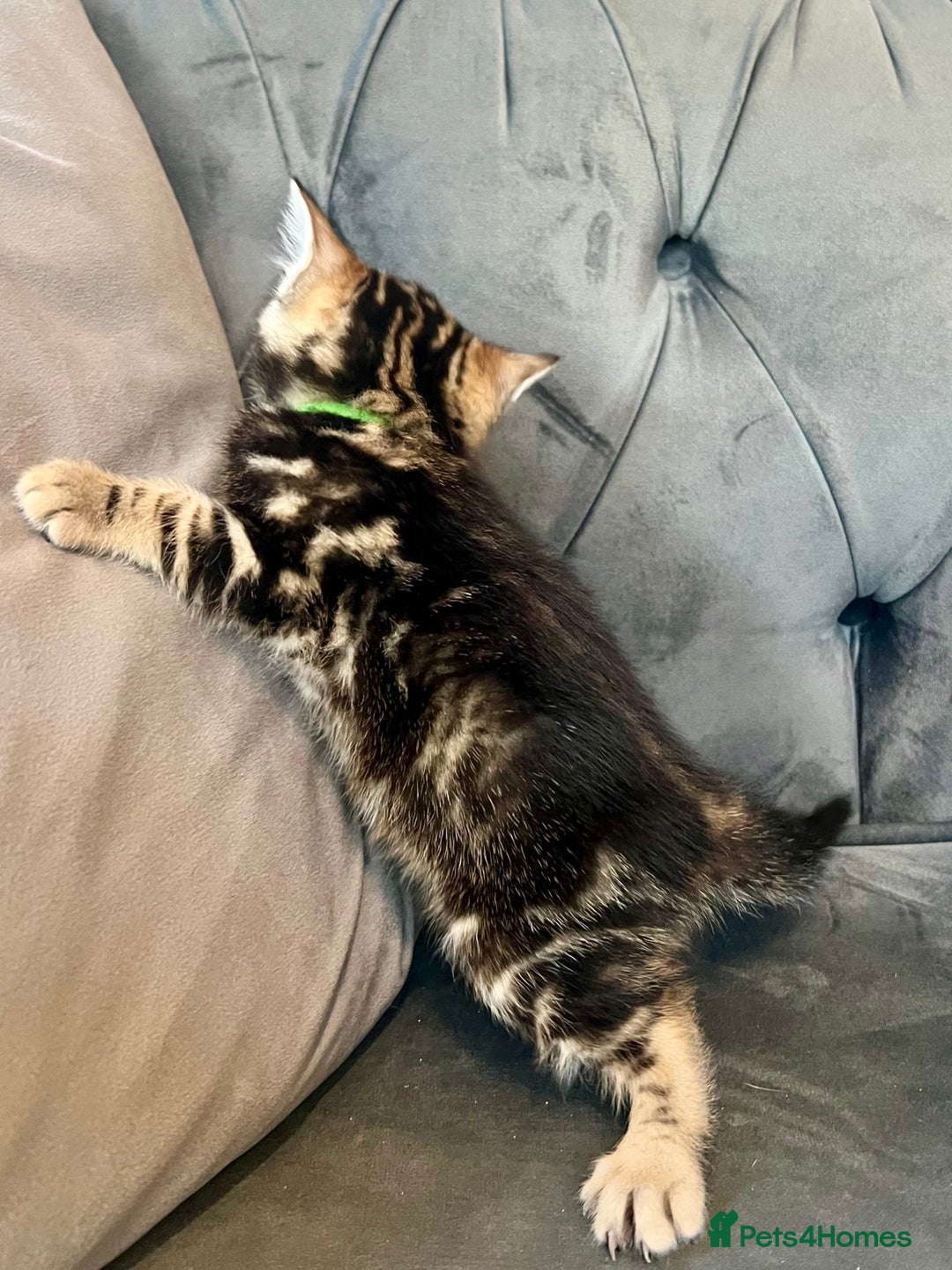 Bengal cats for sale: Stunning litter of Pure Bengals - Image 19