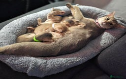 Abyssinian cats for sale: Abyssinian kittens for sale - Image 2