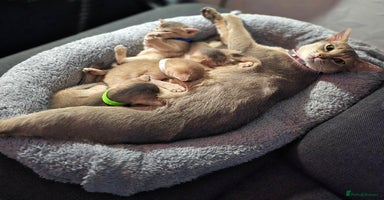 Abyssinian cats - Advert 1